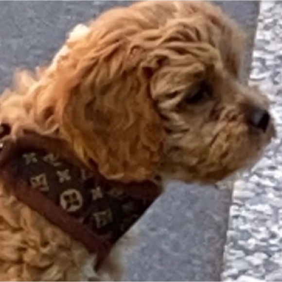 👑✅PRICE FIRM✅Small Brown Fashion Dog Collar and Leash. Brand New! - Picture 10 of 14